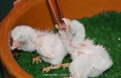 Nacen los primeros pollos de 2008 en el centro de cría de Cernícalo Primilla de CPN- DEMA