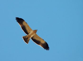 Censo de águilas calzadas y culebreras en el Estrecho