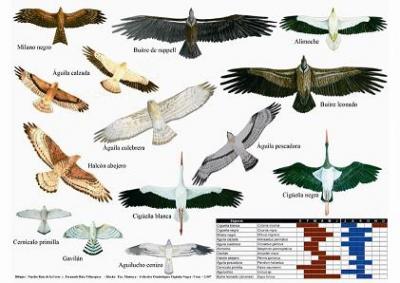 Nuevo folleto divulgativo sobre la migración de las aves planeadoras en el Estrecho de Gibraltar