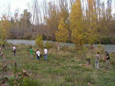 Ecologistas en Acción Cuenca-CPN restaura la ribera del Júcar en Cuenca